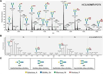 Unexpected Arabinosylation after Humanization of Plant Protein N-Glycosylation